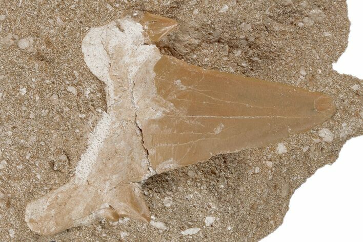 Otodus Shark Tooth Fossil in Rock - Eocene #215612